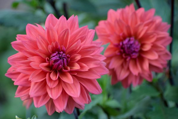 Pompa Air Celup untuk Irigasi Dahlia dari Tangki Air