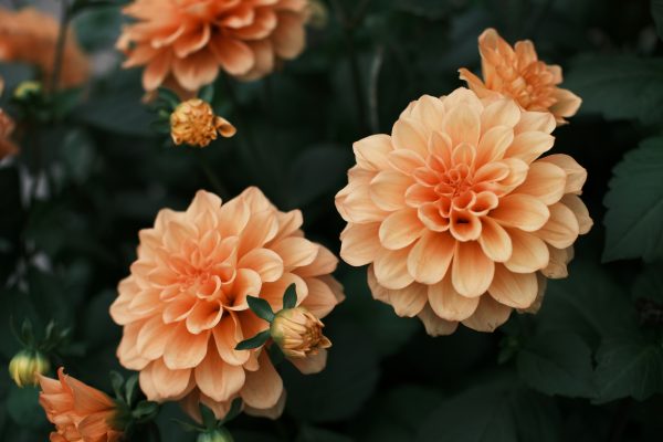 Memilih Pompa Air Celup Berdasarkan Head Lahan Dahlia