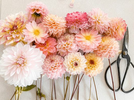 Pompa Air Celup untuk Cadangan Air Tanaman Dahlia