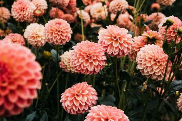 Pompa Air Celup untuk Pengairan Dahlia yang Tahan Lama