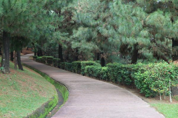Tips Memilih Pompa Air Celup untuk Taman Bunga Luas