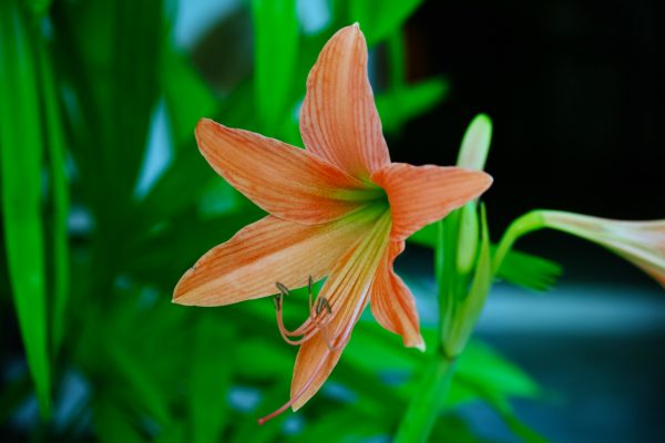 Pompa Air Celup Hemat Energi untuk Aquaponik Amarilis