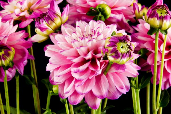 Memilih Pompa Air Celup untuk Budidaya Dahlia