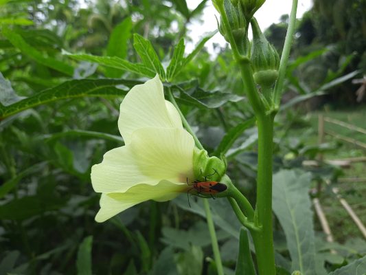 Pompa Air Celup untuk Sistem Irigasi Okra Berkelanjutan