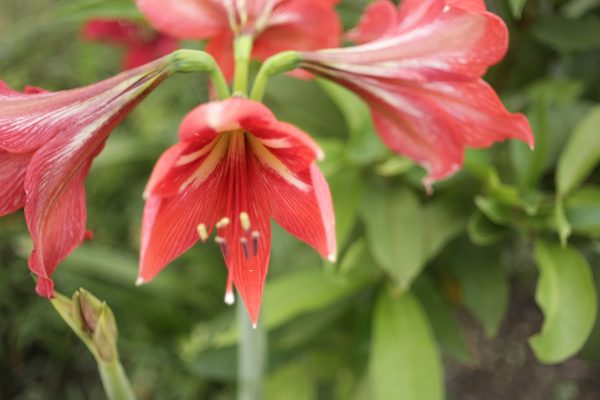 Pompa Air Celup untuk Drainase Amarilis di Lahan Terbuka