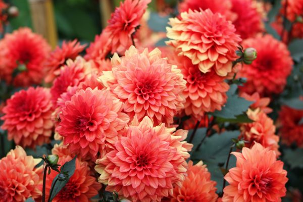 Pompa Air Celup untuk Mengalirkan Air ke Lahan Dahlia