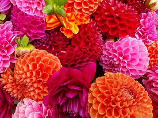 Pompa Air Celup untuk Kebun Dahlia Skala Komersial