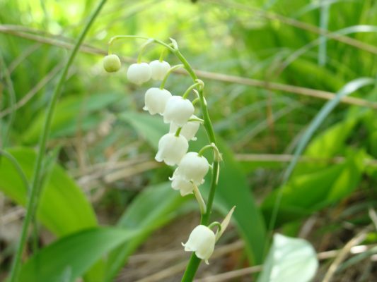 Kesalahan Memilih Pompa Air Celup untuk Lily Valley