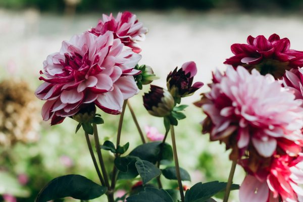 Efisiensi Pompa Air Celup untuk Kebun Bunga Dahlia