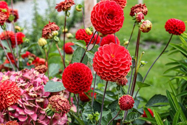 Pompa Air Celup untuk Distribusi Air Merata ke Dahlia