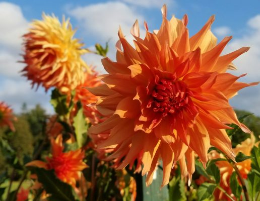 Pompa Air Celup untuk Irigasi Dahlia Berbasis Kebutuhan Air