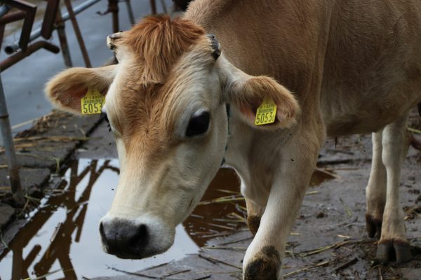 Pompa Air Celup untuk Peternakan di Area Tanpa PLN