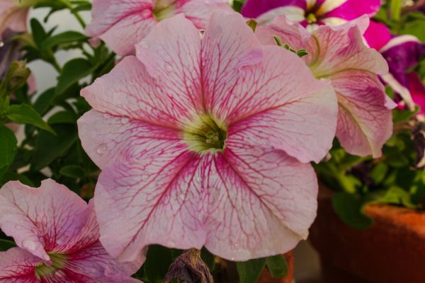 Memilih Pompa Tenaga Surya Petunia Berbasis Data Tanah