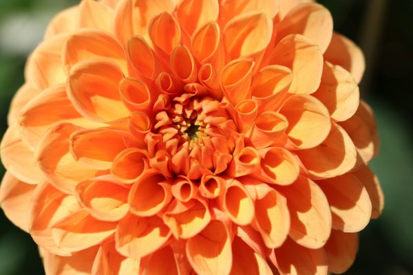 Cara Memilih Pompa Air Celup Hemat Biaya untuk Dahlia