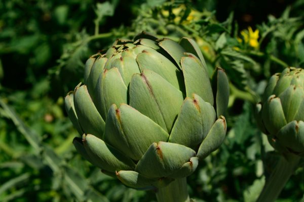 Memilih Pompa Tenaga Surya untuk Artichoke yang Efisien