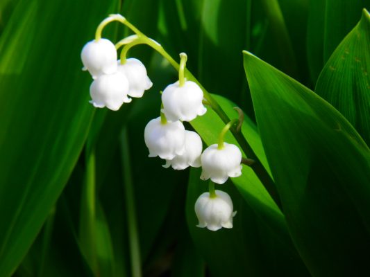 Pompa Air Celup untuk Efisiensi Penyiraman Lily of the Valley