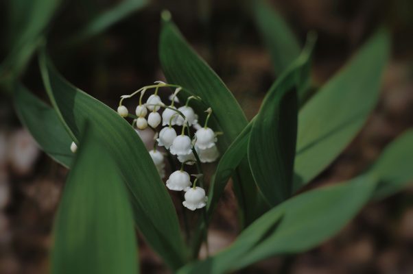 Pompa Air Celup untuk Irigasi Lily of the Valley dari Bak