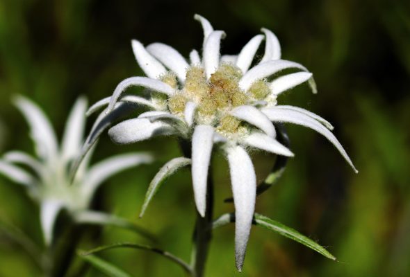 Memilih Pompa Tenaga Surya untuk Budidaya Edelweiss yang Efisien