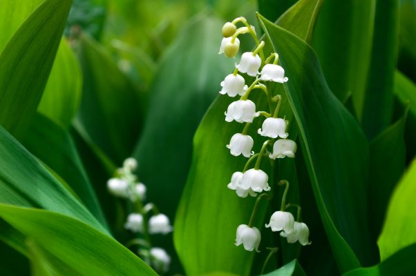 Pompa Air Celup untuk Menjaga Kelembapan Lily