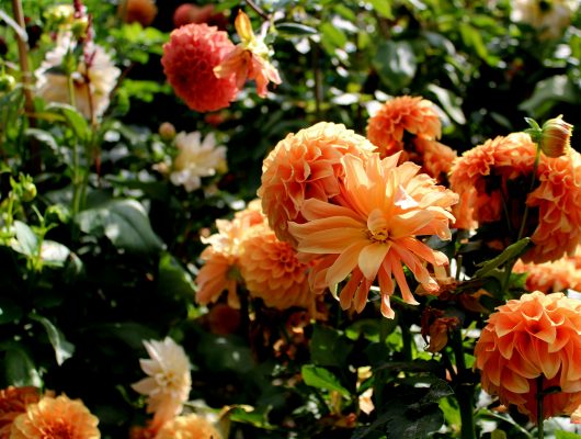 Pompa Air Celup untuk Penyiraman Dahlia yang Efisien