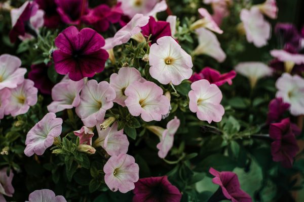 Memilih Pompa Tenaga Surya untuk Menghemat Air Petunia