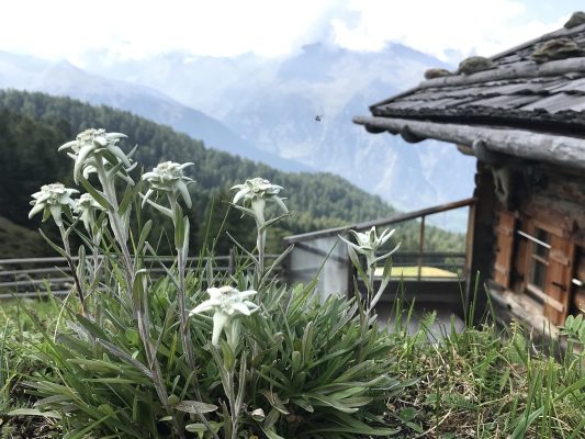 Memilih Pompa Tenaga Surya Sesuai Kebutuhan Edelweiss