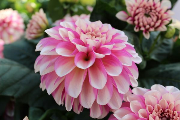 Pompa Air Celup untuk Irigasi Dahlia Hemat Tenaga