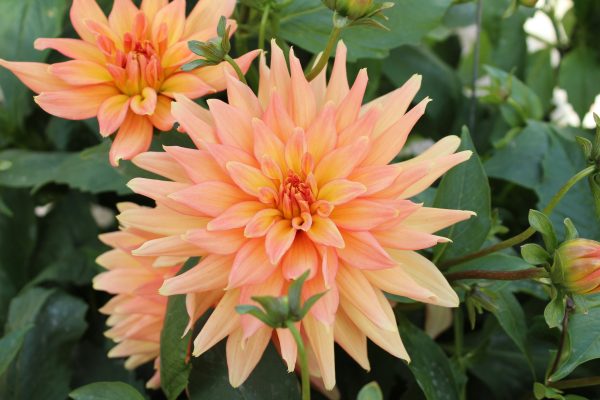 Pompa Air Celup untuk Sistem Irigasi Bunga Dahlia Modern