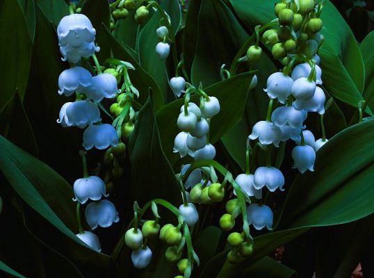 Kesalahan Menempatkan Pompa Air Celup untuk Lily Valley