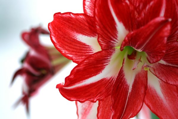 Pompa Air Celup untuk Irigasi Tetes Amarilis Otomatis