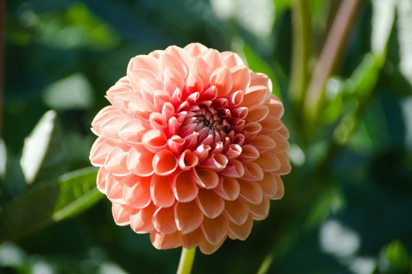 Cara Memilih Pompa Air Celup untuk Sumur Dahlia