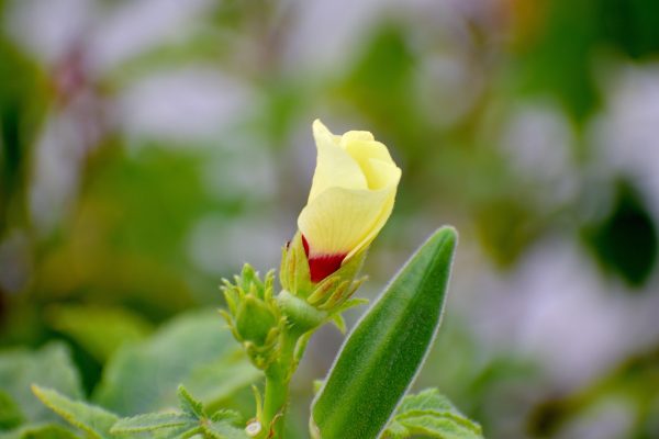 Pompa Air Celup Cegah Kekurangan Air pada Tanaman Okra