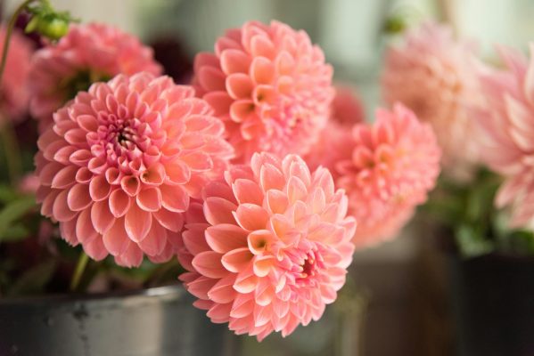 Pompa Air Celup untuk Sistem Zona Irigasi Tanaman Dahlia