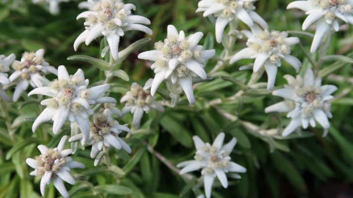 Memilih Pompa Tenaga Surya untuk Pengairan Edelweiss yang Optimal