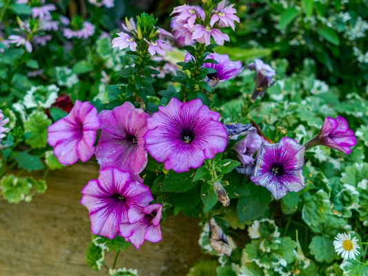 Memilih Pompa Tenaga Surya untuk Petunia dengan Sensor Kelembapan Tanah