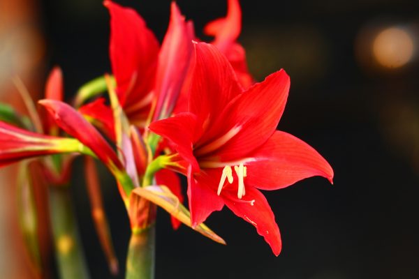 Cara Mengatur Pompa Air Celup untuk Tanaman Amarilis
