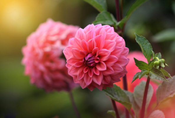 Pompa Air Celup untuk Irigasi Dahlia di Lahan Luas