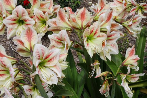 Pompa Air Celup untuk Menjaga Umbi Amarilis dari Genangan
