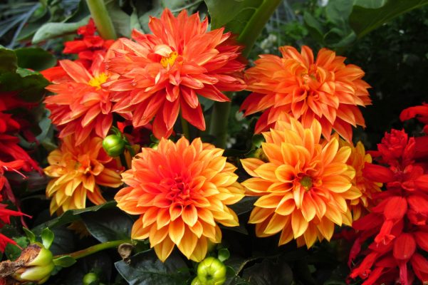 Pompa Air Celup untuk Irigasi Dahlia Berbasis Kebutuhan