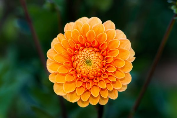 Pompa Air Celup untuk Irigasi Dahlia yang Berkelanjutan