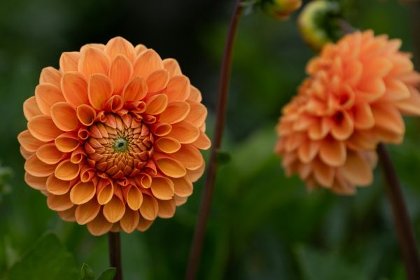 Pompa Air Celup untuk Irigasi Dahlia di Lahan Kering
