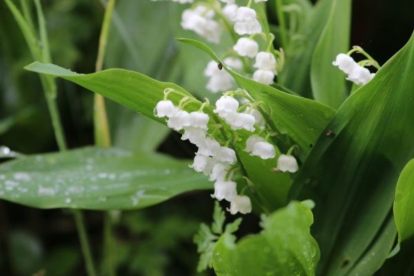 Pompa Air Celup untuk Menjaga Pasokan Air Lily of the Valley