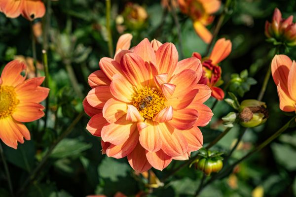 Pompa Air Celup untuk Dahlia Berdasarkan Kedalaman Sumur