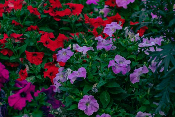 Memilih Pompa Tenaga Surya Petunia untuk Irigasi Modern