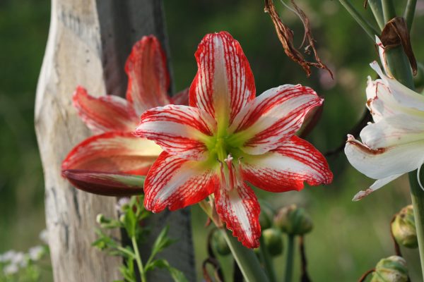 Pompa Air Celup untuk Sistem Drainase Amarilis Otomatis