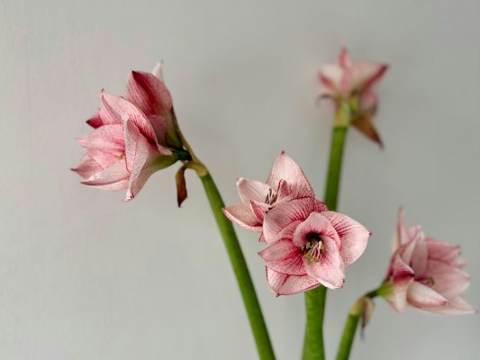 Pompa Air Celup untuk Aquaponik Amarilis dan Penghematan Air