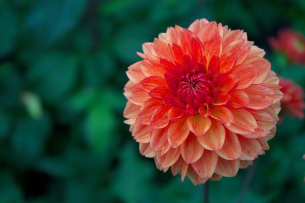 Pompa Air Celup untuk Irigasi Dahlia yang Efisien