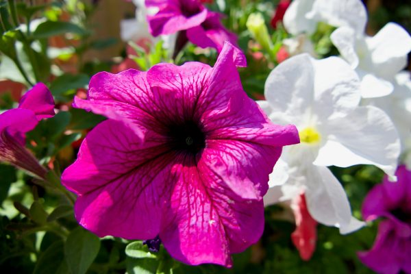 Memilih Pompa Tenaga Surya Petunia untuk Kebun Produktif