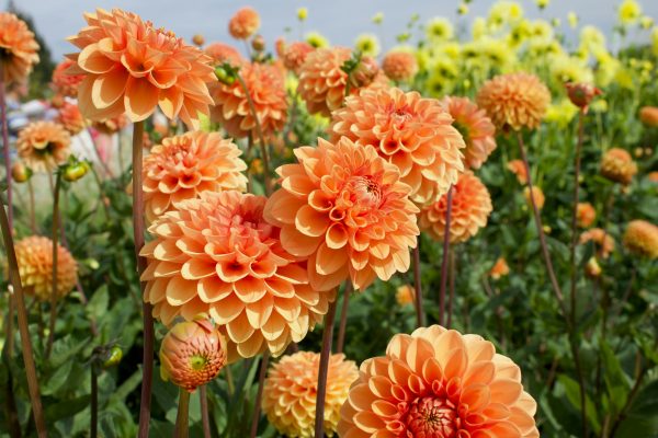 Pompa Air Celup untuk Sistem Pengairan Modern Dahlia