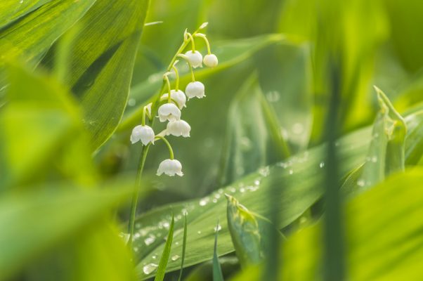 Kesalahan Tekanan Pompa Air Celup untuk Lily Valley